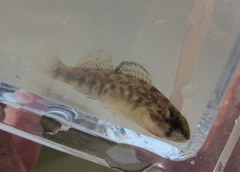 Etheostoma spectabile