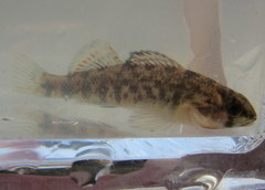 Etheostoma spectabile