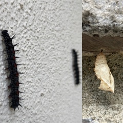 Nymphalis antiopa