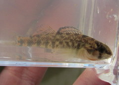 Etheostoma spectabile