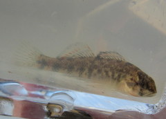 Etheostoma spectabile
