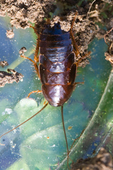 Parcoblatta americana