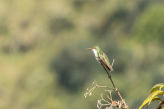 Elliotomyia viridicauda