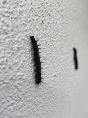 Nymphalis antiopa