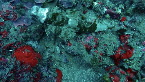 Chelidonichthys lastoviza