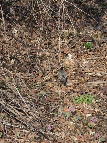 American Robin observed by aspen92866