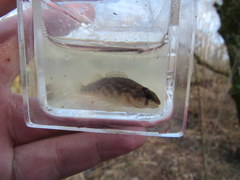 Etheostoma spectabile
