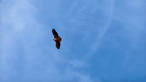 iNaturalist observation photo of Red-tailed Hawk