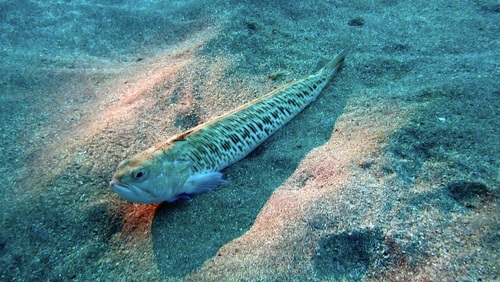 Trachinus draco