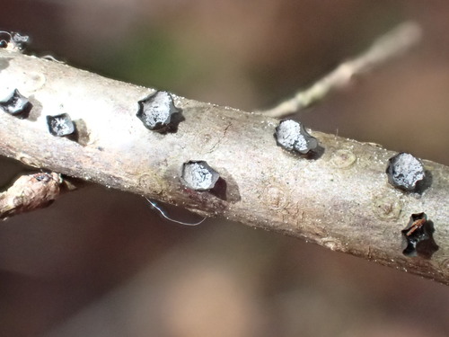 Ascocalyx abietis observed 2026-04-18