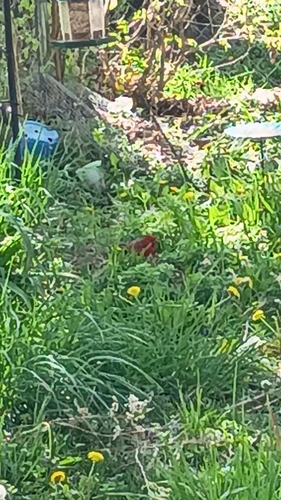 Northern Cardinal observed by lavendersunflowers8647