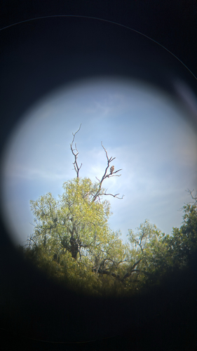 iNaturalist observation photo of Hawks, Eagles, and Kites