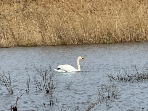 Mute Swan observed by brownbay2025