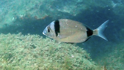 Diplodus vulgaris