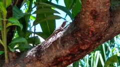 Sceloporus