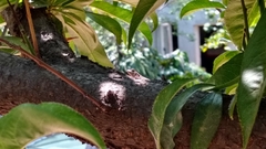 Sceloporus