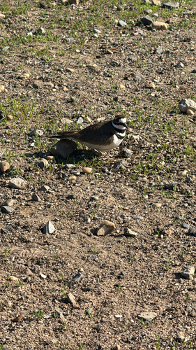 Killdeer observed by alysa0220
