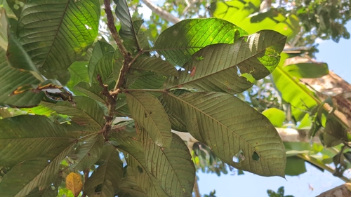 Inga spectabilis - Whole tree