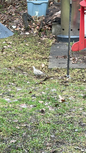 Mourning Dove observed by gilchn2