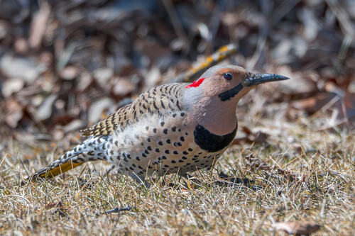 Northern Flicker observed by codonoghue