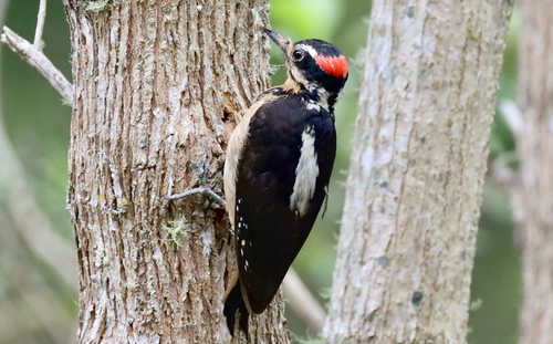 Carpintero velloso observed by nestorh