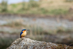 Corythornis vintsioides