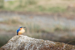 Corythornis vintsioides