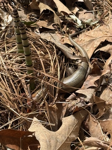 Plestiodon laticeps observed by chrisnowa