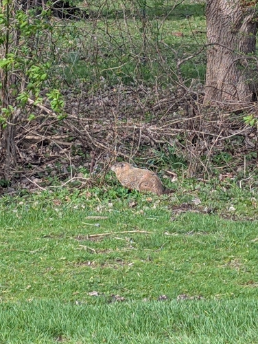 Groundhog observed by oliver_knox