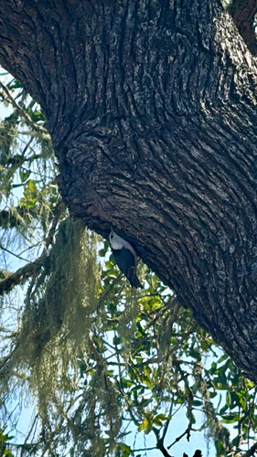 iNaturalist observation photo of White-breasted Nuthatch