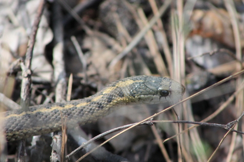 Western Terrestrial Garter Snake observed by cristianj1ra