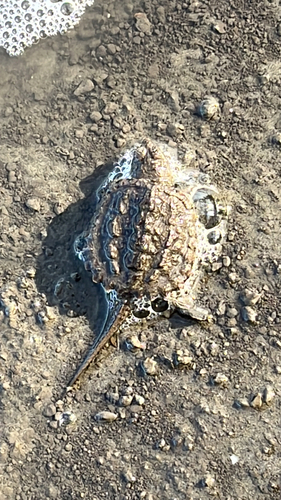 Common Snapping Turtle observed by jkramek
