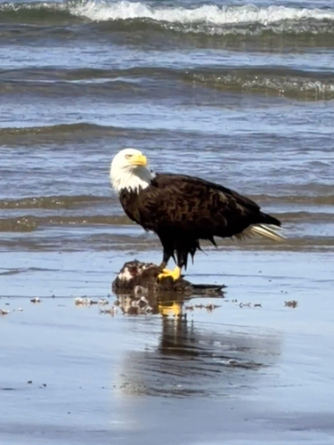 Bald Eagle observed by feliciette