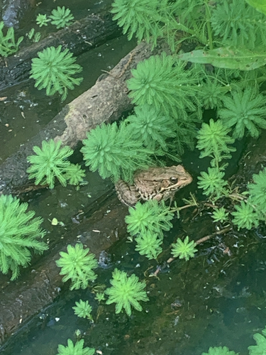 Green Frog observed by j_bowen04