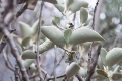 Kalanchoe orgyalis