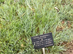 Dianthus caryophyllus