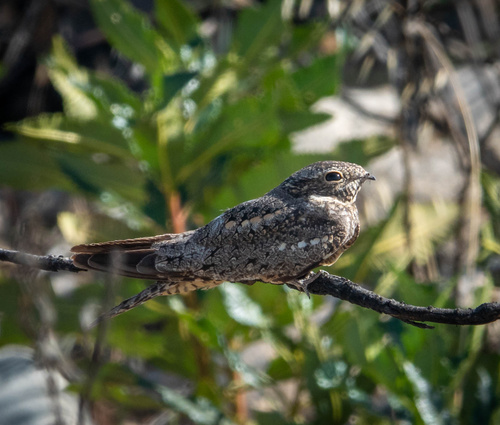 Lesser Nighthawk observed by aaron_echols