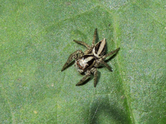 Leptofreya ambigua