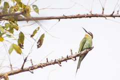 Merops superciliosus