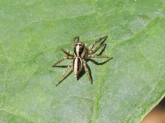 Leptofreya ambigua