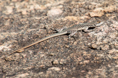 Oplurus grandidieri