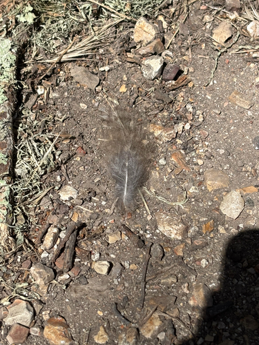iNaturalist observation photo of Birds