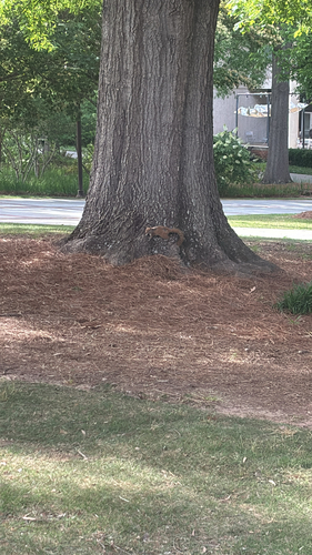 Eastern Gray Squirrel observed by mantaraycactus