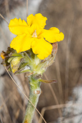 Pachypodium densiflorum