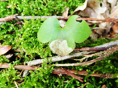 Phytomyza abdominalis