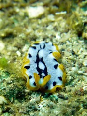 Pseudoceros scriptus
