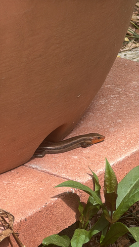 Common Five-lined Skink observed by jayskye