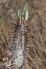 Pachypodium densiflorum