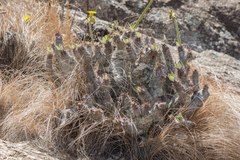 Pachypodium densiflorum