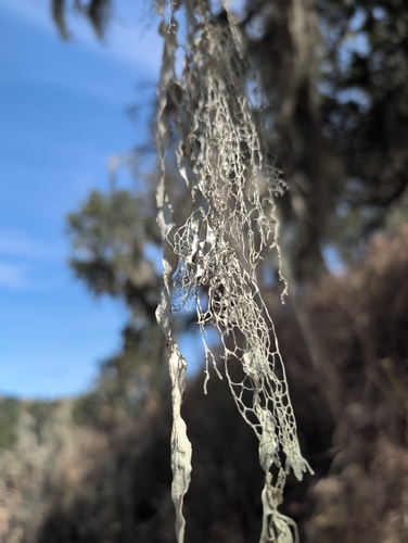 iNaturalist observation photo of lace lichen